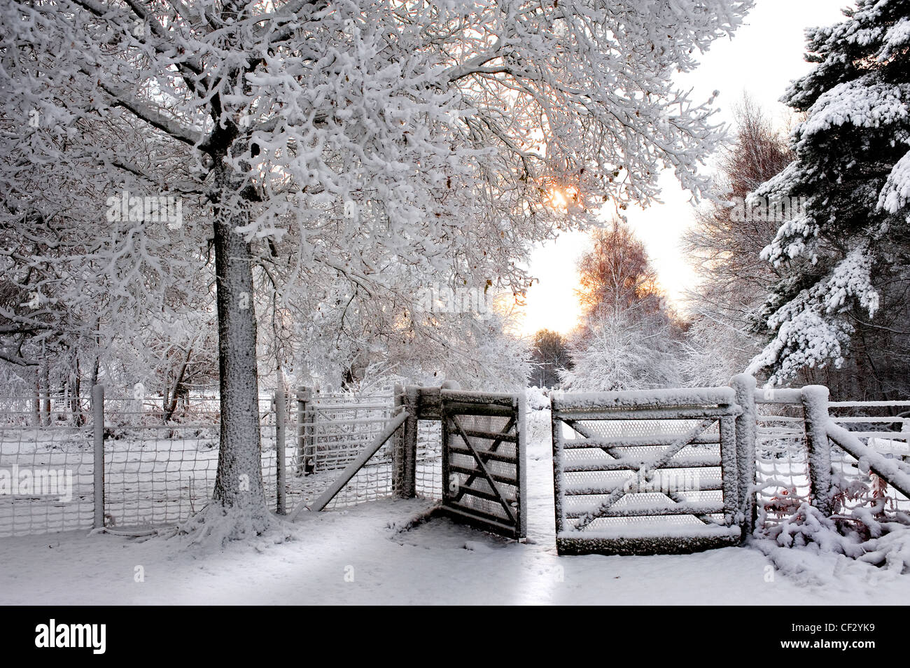 La nevicata in un bosco. Foto Stock