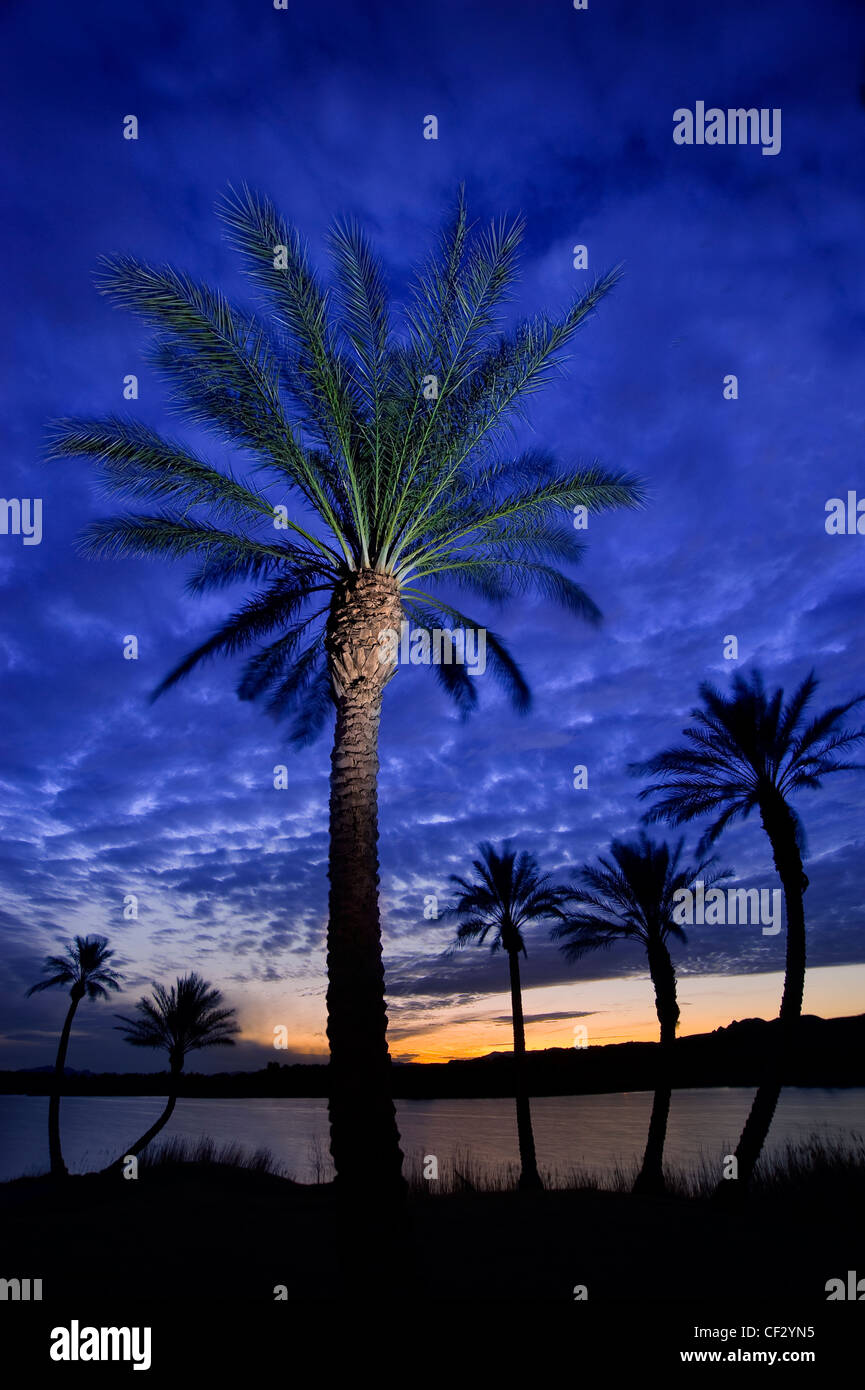 Palme & Sunrise, Lago Las Vegas Nevada USA Foto Stock