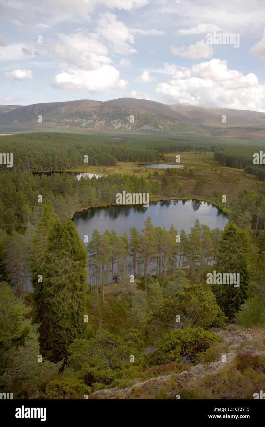 Le piantagioni di conifere e pianure alluvionali in Glen Feshie. Foto Stock
