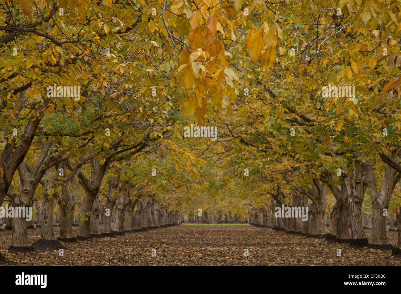 Northern California Walnut Orchard in autunno dopo la raccolta della coltura del dado. Foto Stock