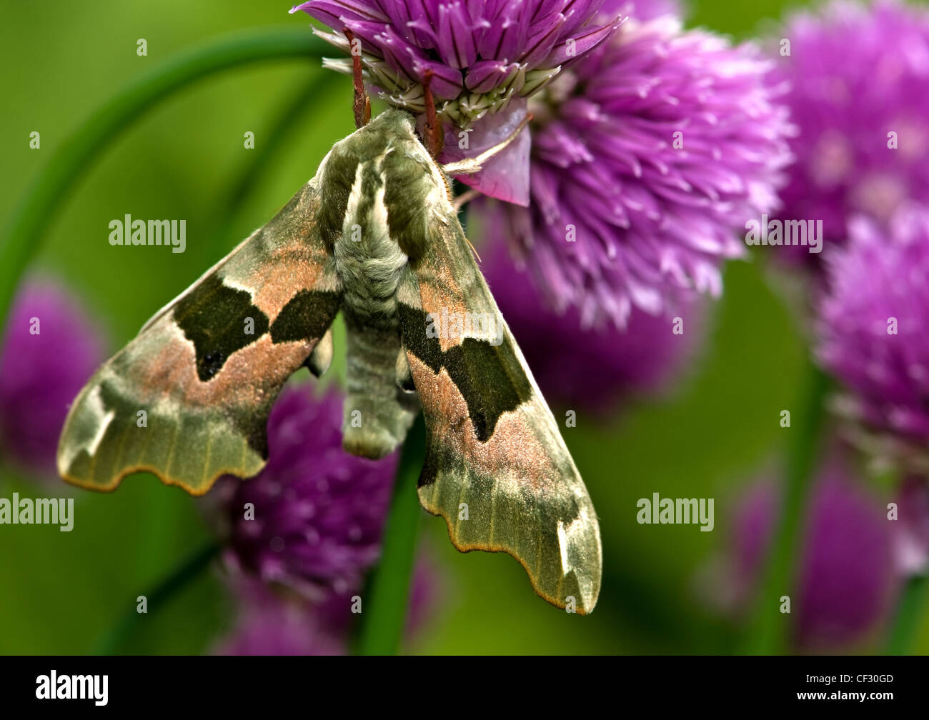 Lime hawk moth sull erba cipollina Foto Stock