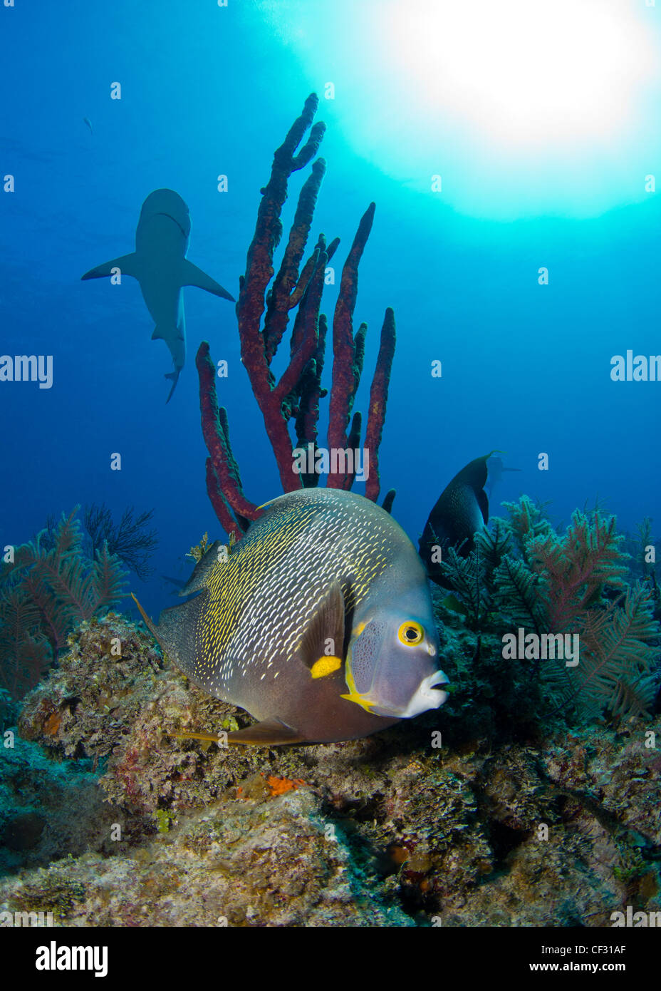 Angelfish con Reef Shark in background Foto Stock