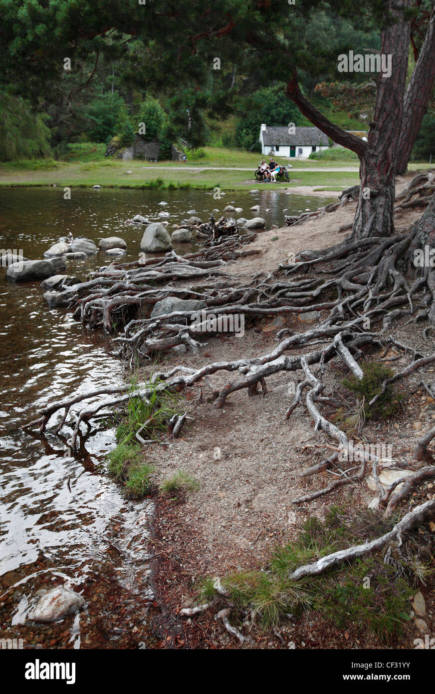 Esposti albero radici sulla banca di Loch un Eilein. Una famiglia rilassatevi su un banco da un giro in bici al di fuori di un bothy in background. Foto Stock