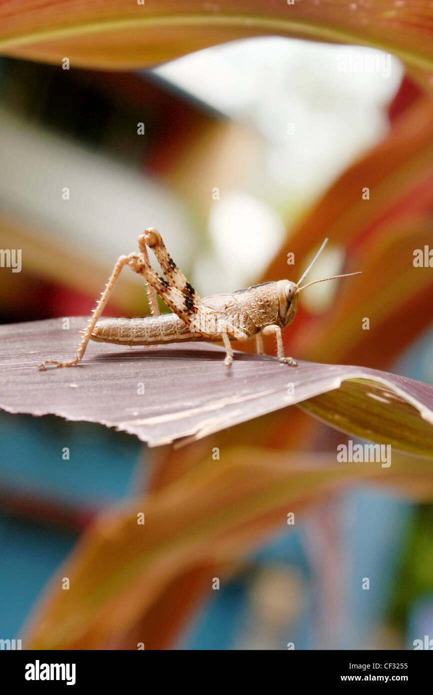 Queensland hedge grasshopper/locust Foto Stock