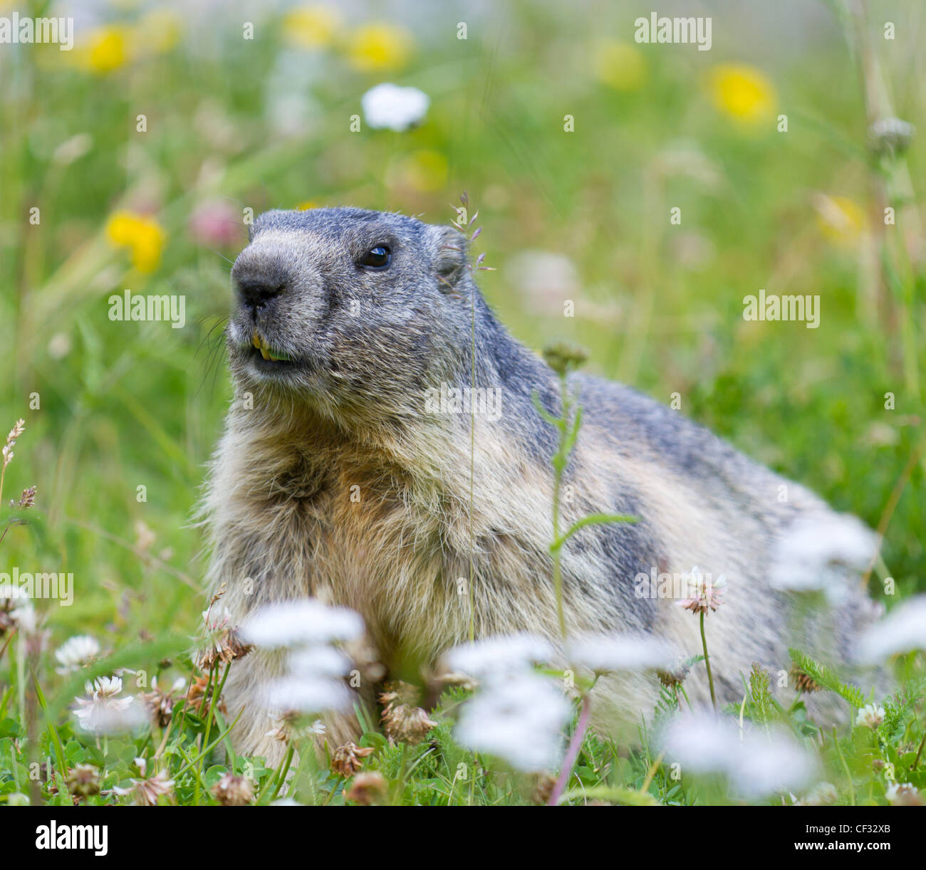 Marmotta su fiori alpini prato in estate in Vallese, Svizzera Foto Stock