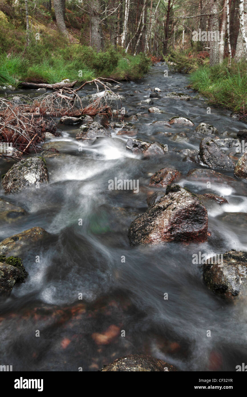 L'acqua che scorre lungo un bruciare il collegamento di Loch un Eilein e Loch Gamnha. Foto Stock