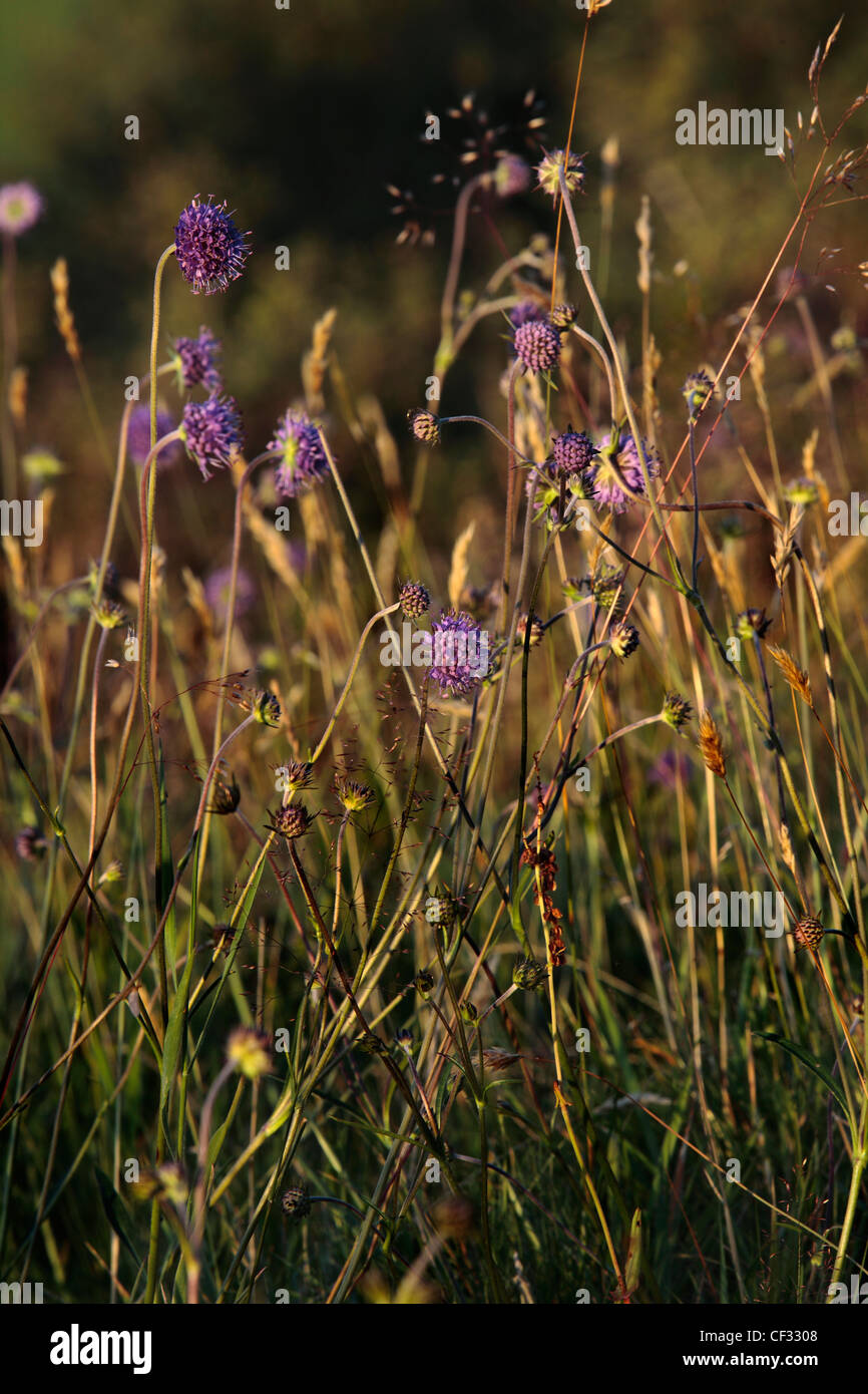 Pecore di bit scabious, nativo di fiori selvaggi della Gran Bretagna. Foto Stock