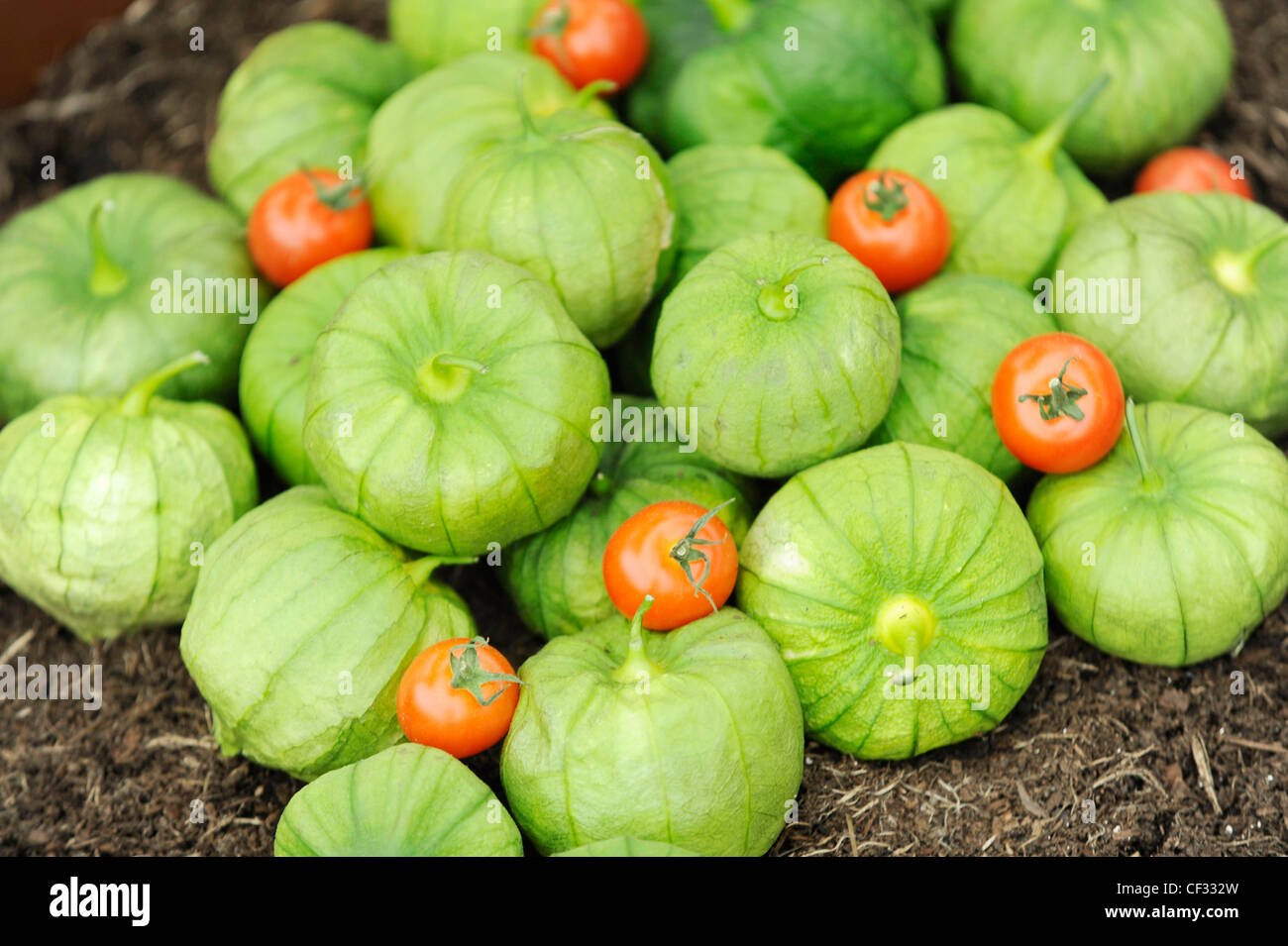 Chelsea Flower Show, Royal Horticultural Society di Londra, still life immagine di Tomatillos (Physalis philadelphica) e rosso Foto Stock