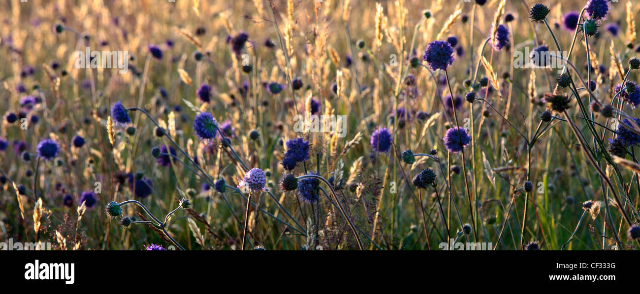 Pecore di bit scabious, nativo di fiori selvaggi della Gran Bretagna. Foto Stock