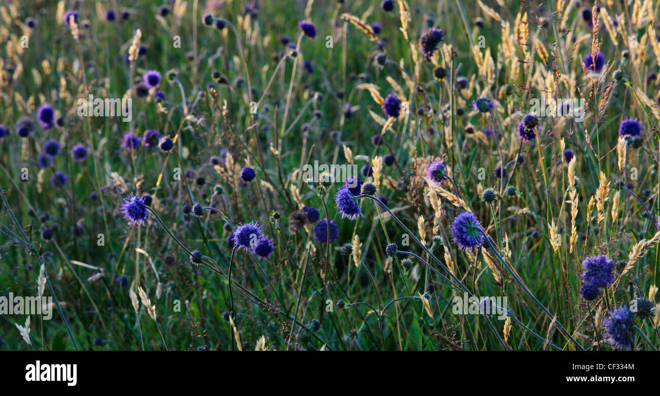 Pecore di bit scabious, nativo di fiori selvaggi della Gran Bretagna. Foto Stock