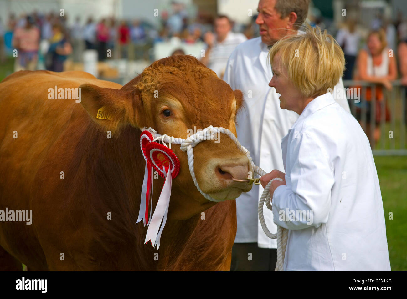 Un prize-winning bull a Moreton-in-Marsh mostrano un annuale, tradizionale un giorno e agricoli Horse Show in Cotswolds. Foto Stock