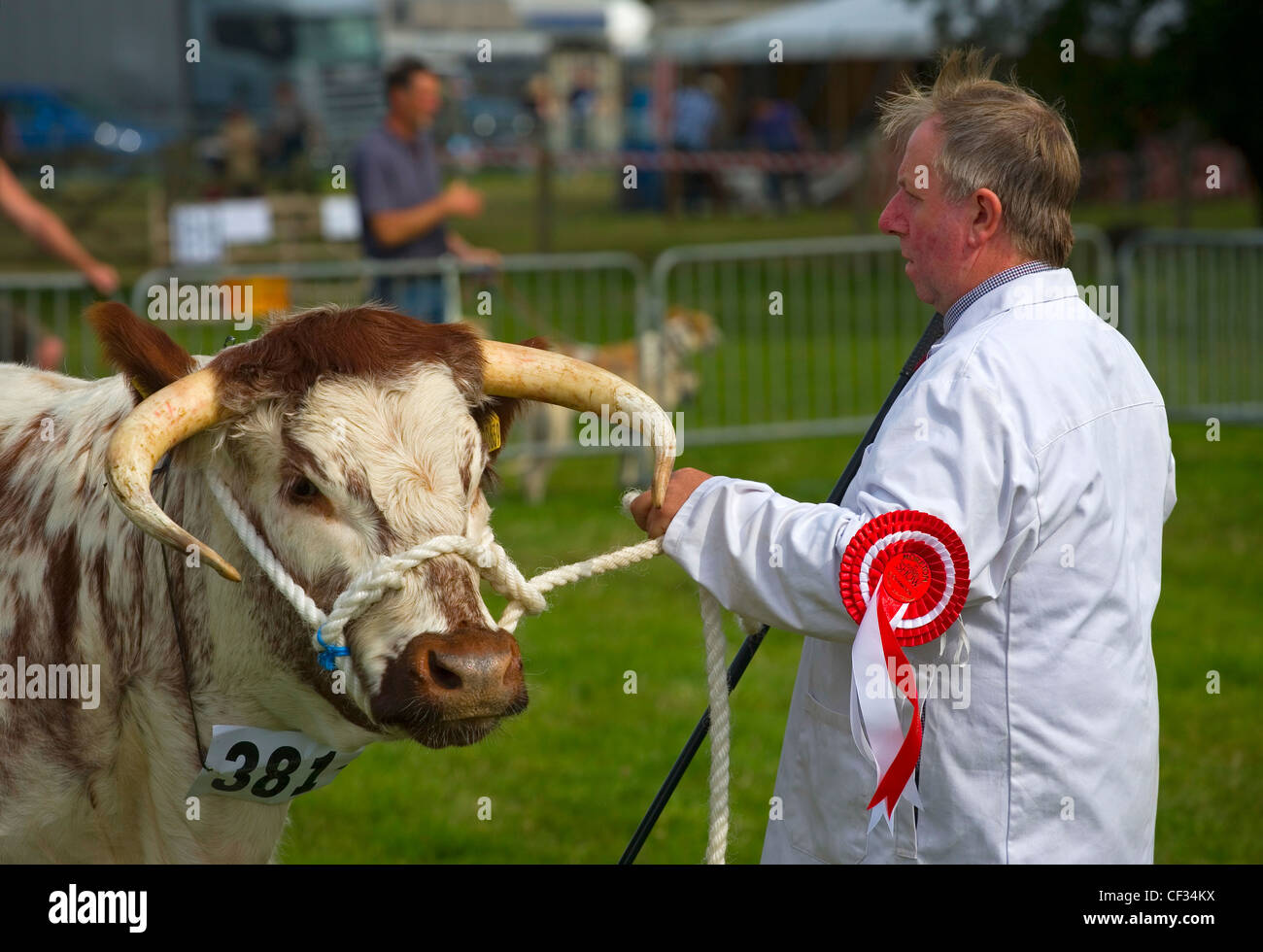 Un prize-winning bull a un paese mostrano. Foto Stock