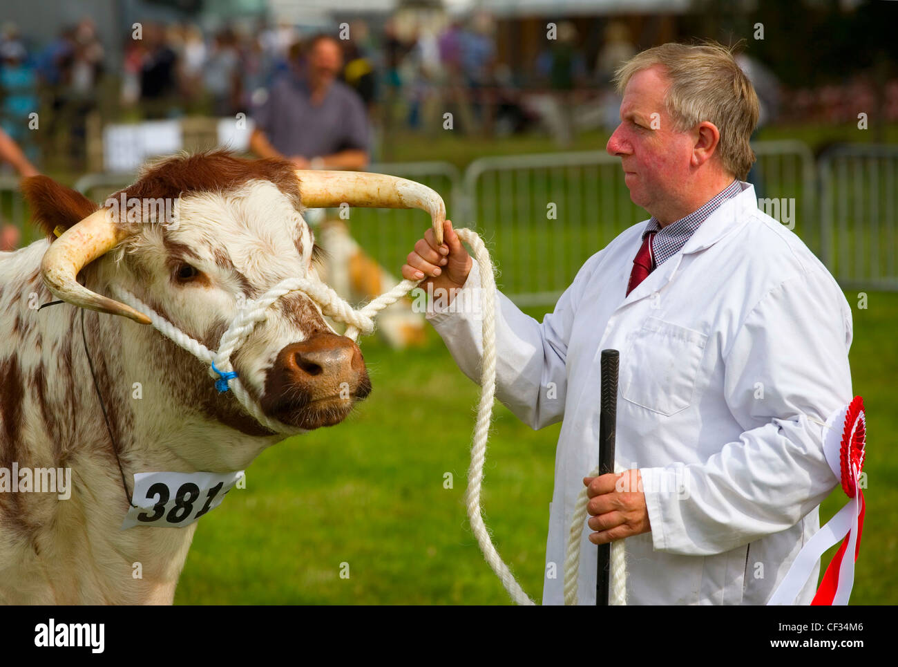 Un prize-winning bull a un paese mostrano. Foto Stock