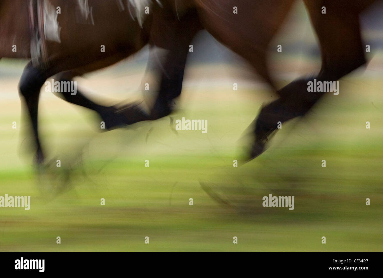 Movimento sfocate di cavalli da corsa in corrispondenza al galoppo. Foto Stock