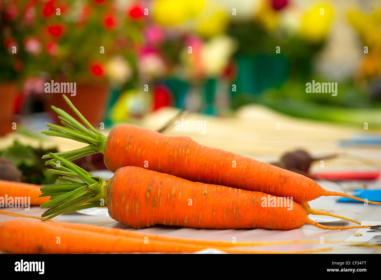 Prize-winning carote sul visualizzatore in corrispondenza di un paese mostrano. Foto Stock