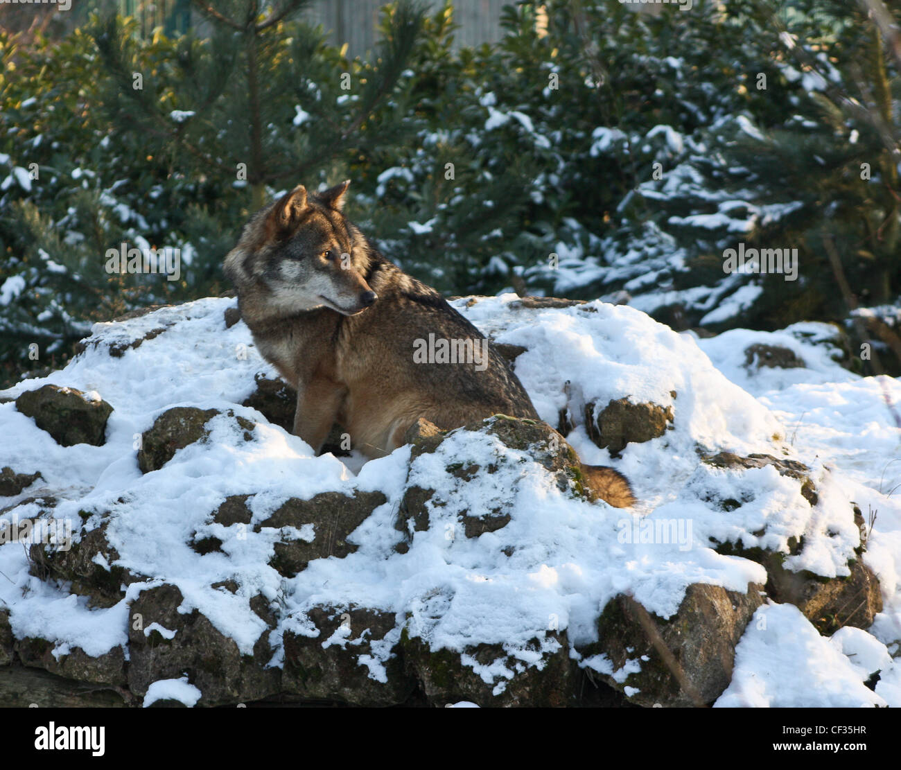 European Wolf Canis lupus Foto Stock
