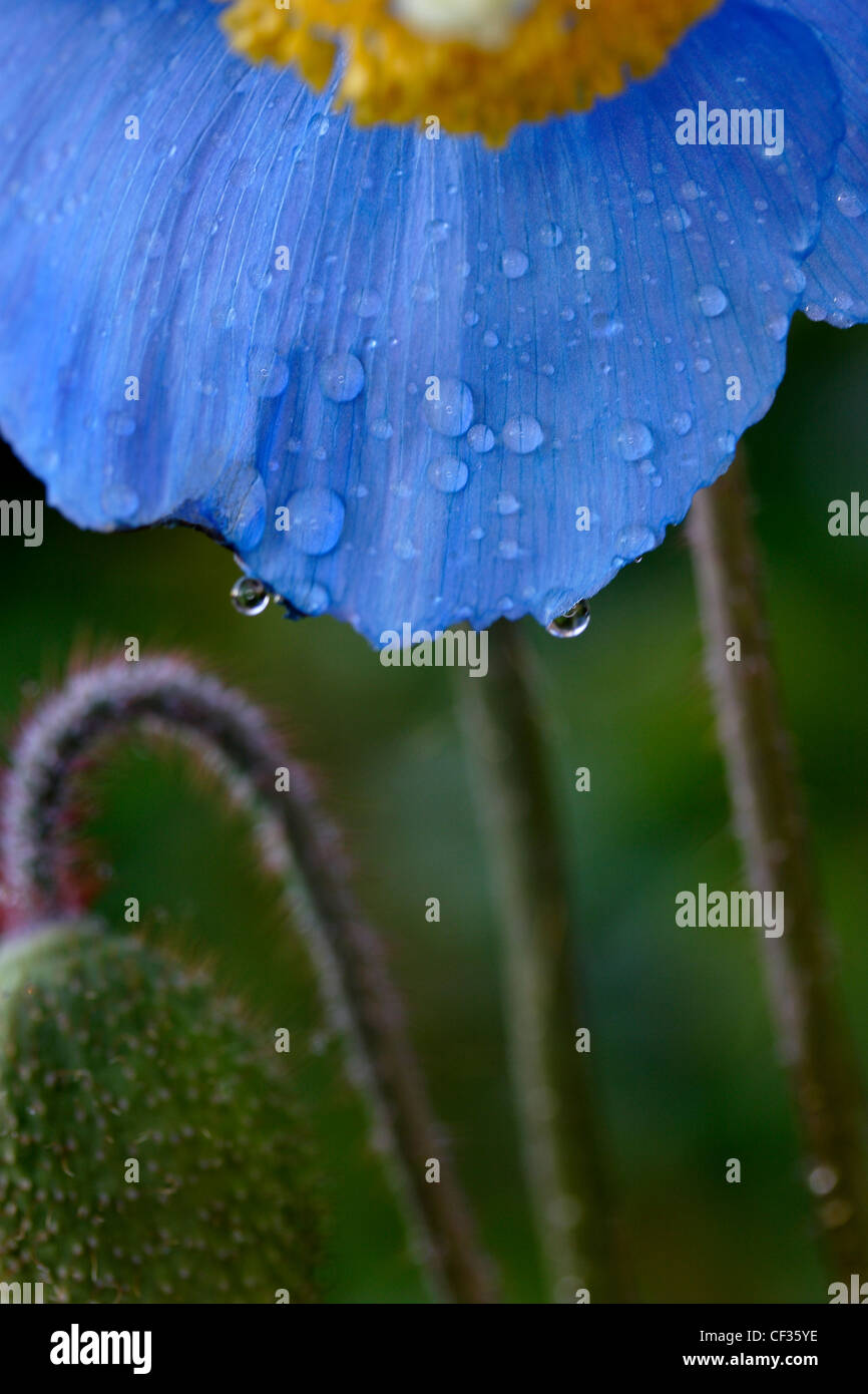L'Himalayan Blue papavero con rugiada. Si tratta di un breve periodo di perenne e salvo piantati nel suolo umido può morire dopo la fioritura, anche se Foto Stock