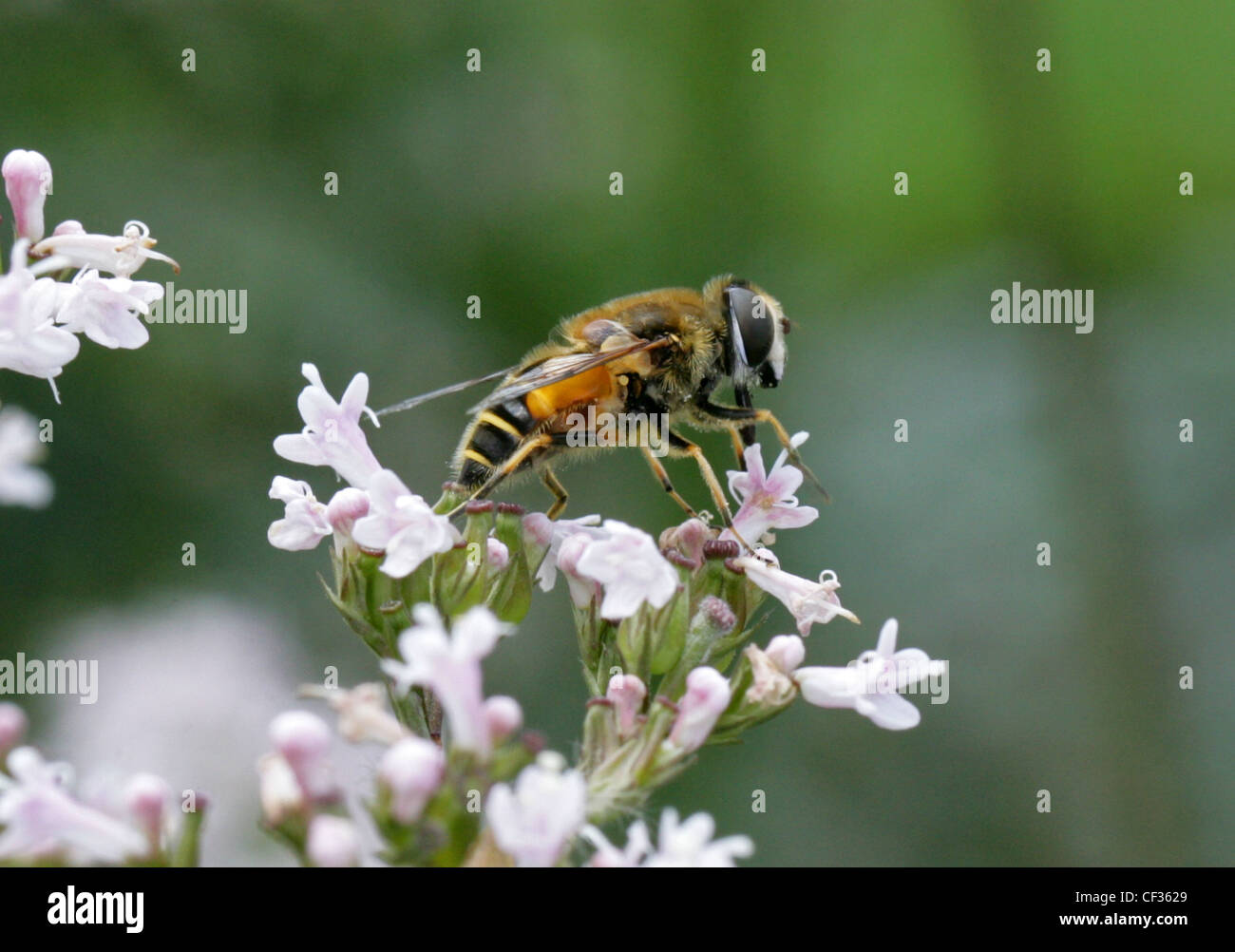 Hoverfly, Eristalis horticola, Syrphidae Diptera, su Devils-bit Scabius fiore. Femmina. Foto Stock