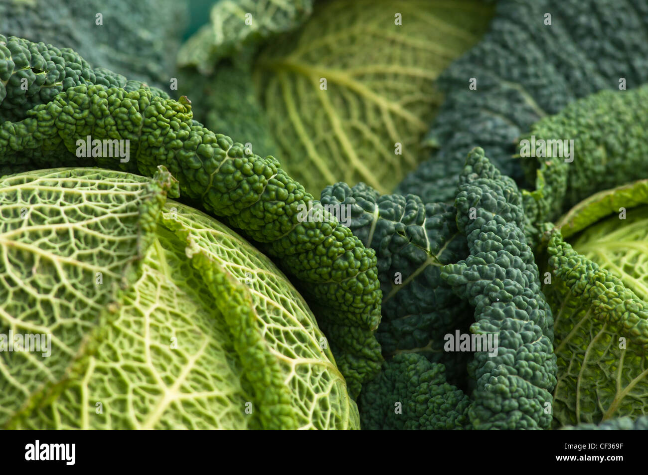 Savoy cavoli (Brassica oleracea var. sabauda) close up Foto Stock