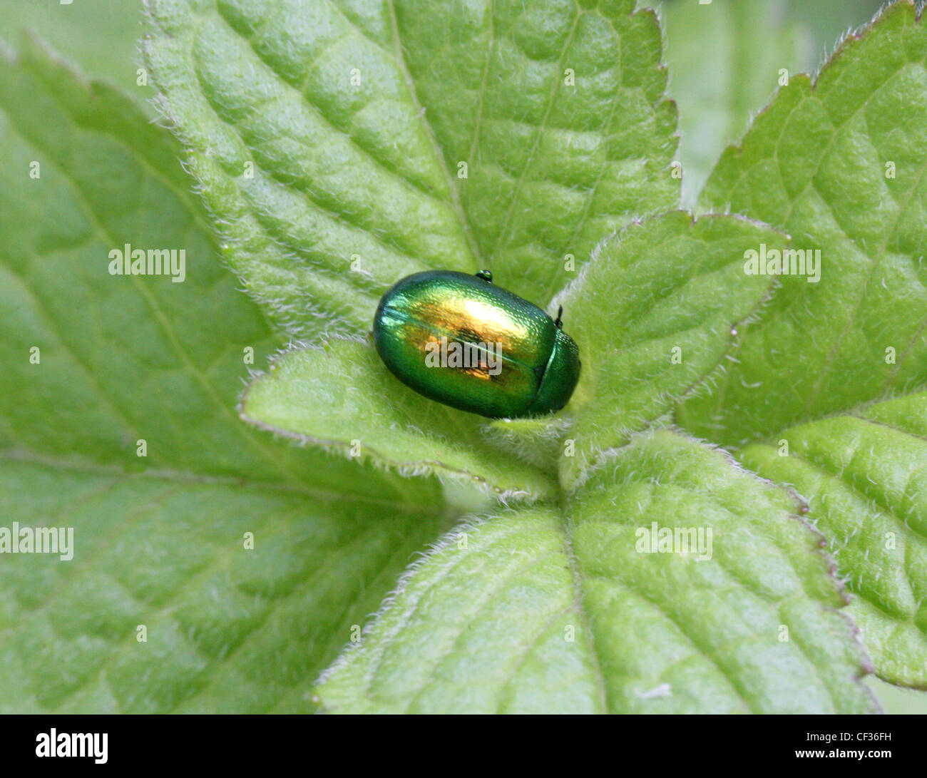 Foglia di menta Beetle, Chrysolina menthastri, Chrysomelidae, coleotteri. Regno Unito. Foto Stock