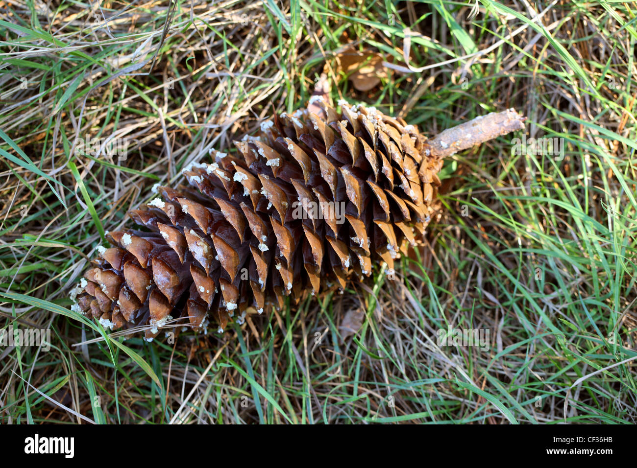 Grande cono di semi di pino macedone, Pinus peuce, Pinaceae. Il sud-est Europa. Il cono è di circa dieci centimetri di lunghezza. Foto Stock