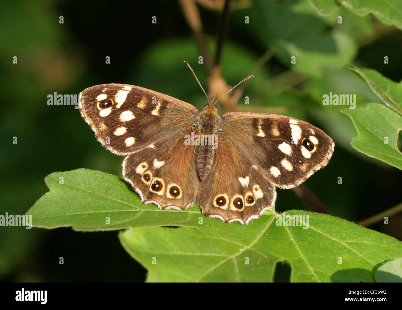 Chiazzato legno Butterfly, Pararge aegeria, Nymphalidae. British Wildlife, insetto. Foto Stock