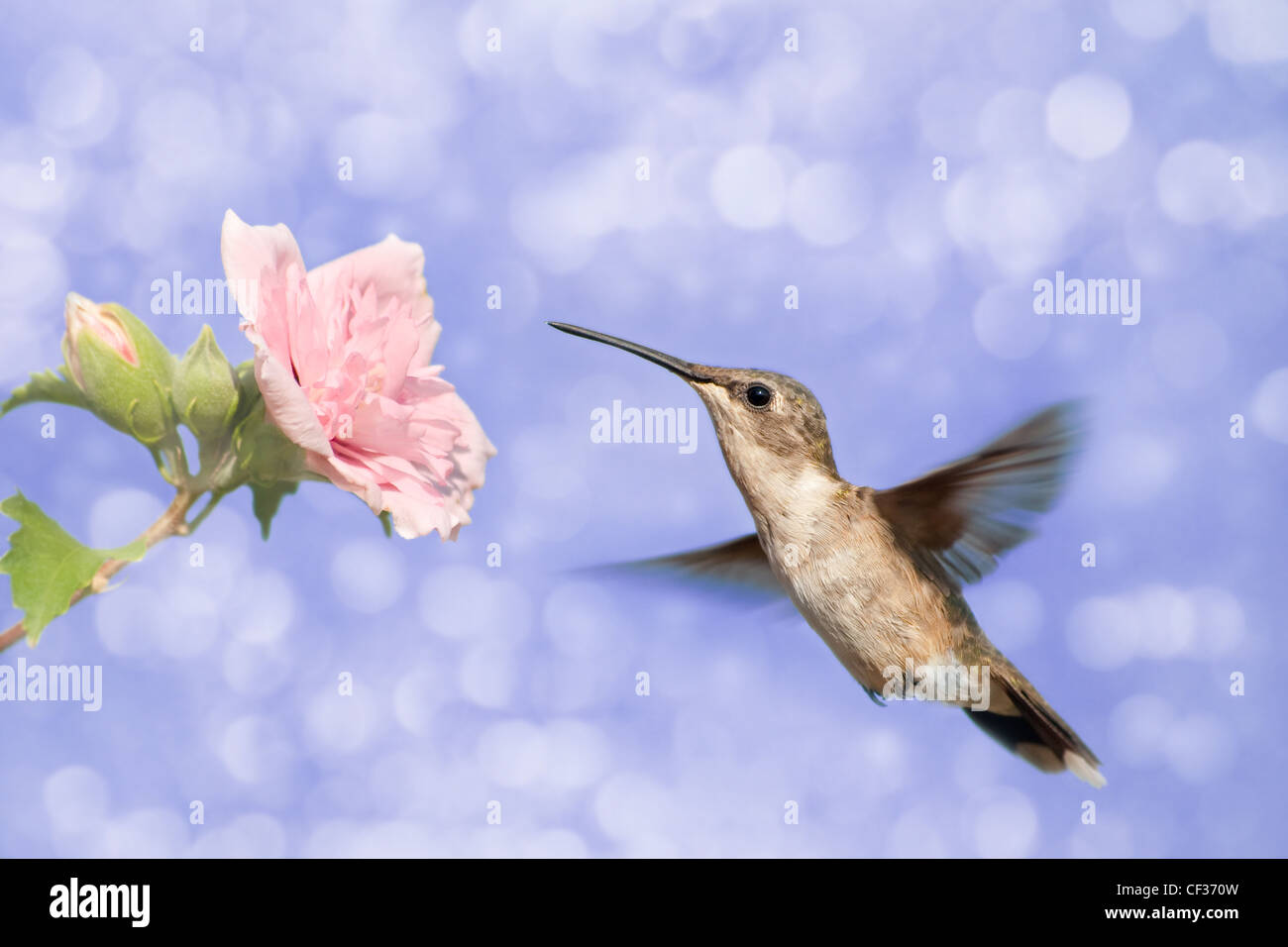 Immagine da sogno di un colibrì alimentazione su un colore rosa pallido fiori di ibisco contro sfondo viola Foto Stock