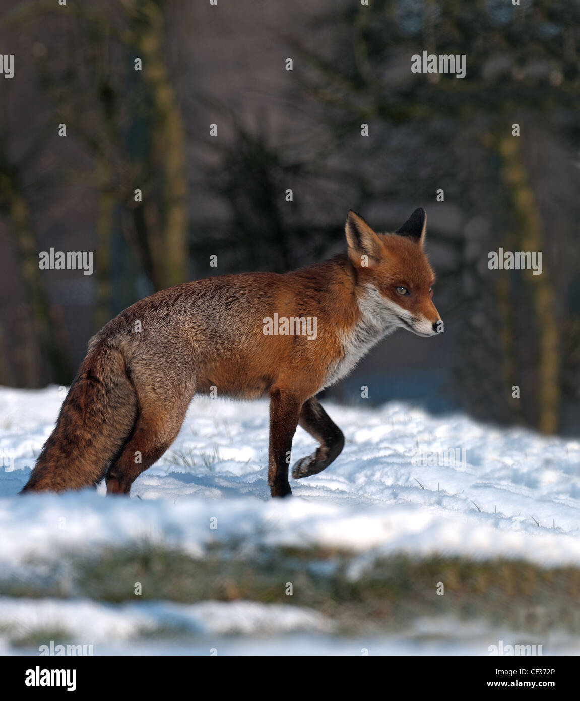RED FOX Vulpes vulpes IN NEVE. Foto Stock