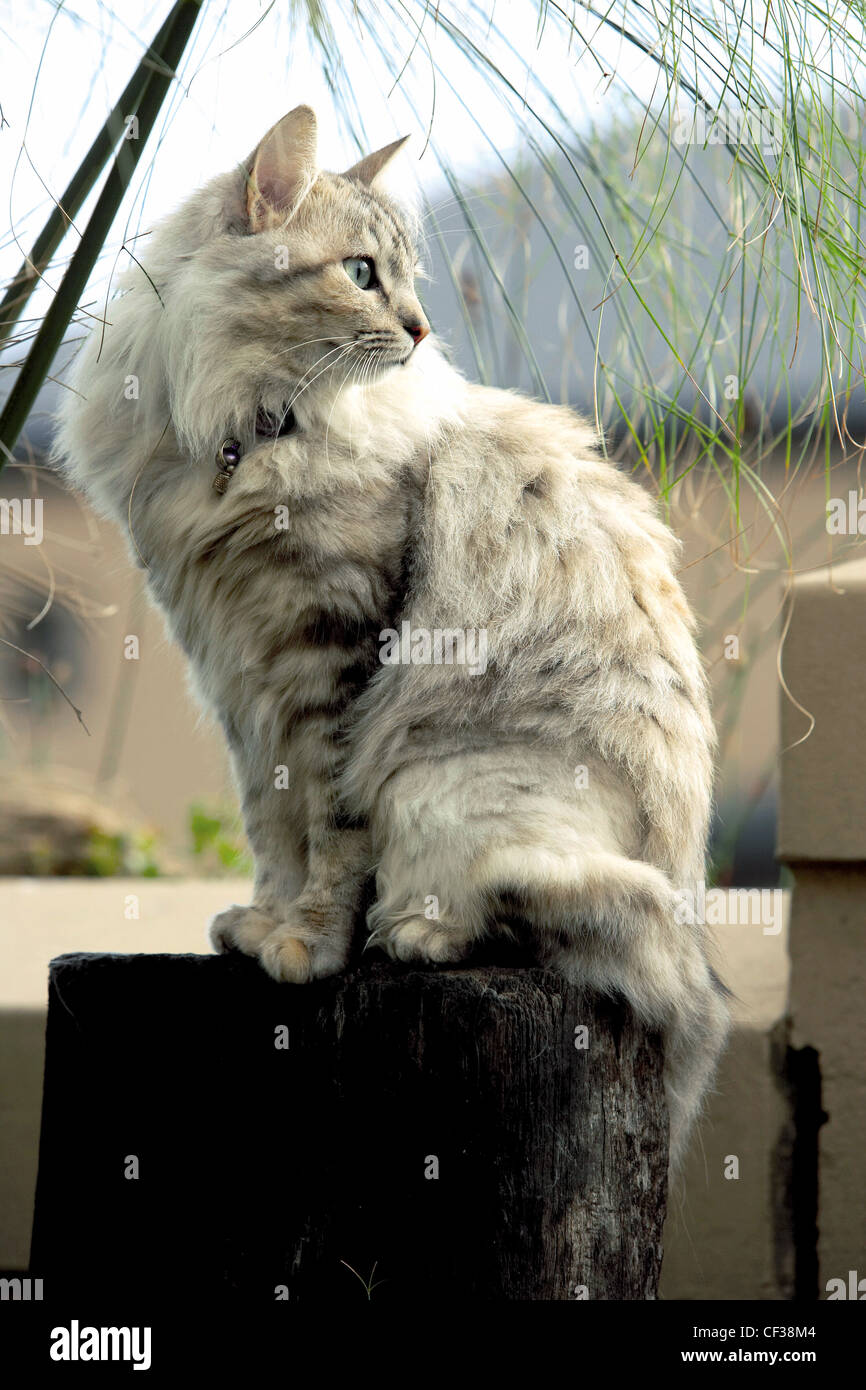 Gatto seduto su un post Foto Stock
