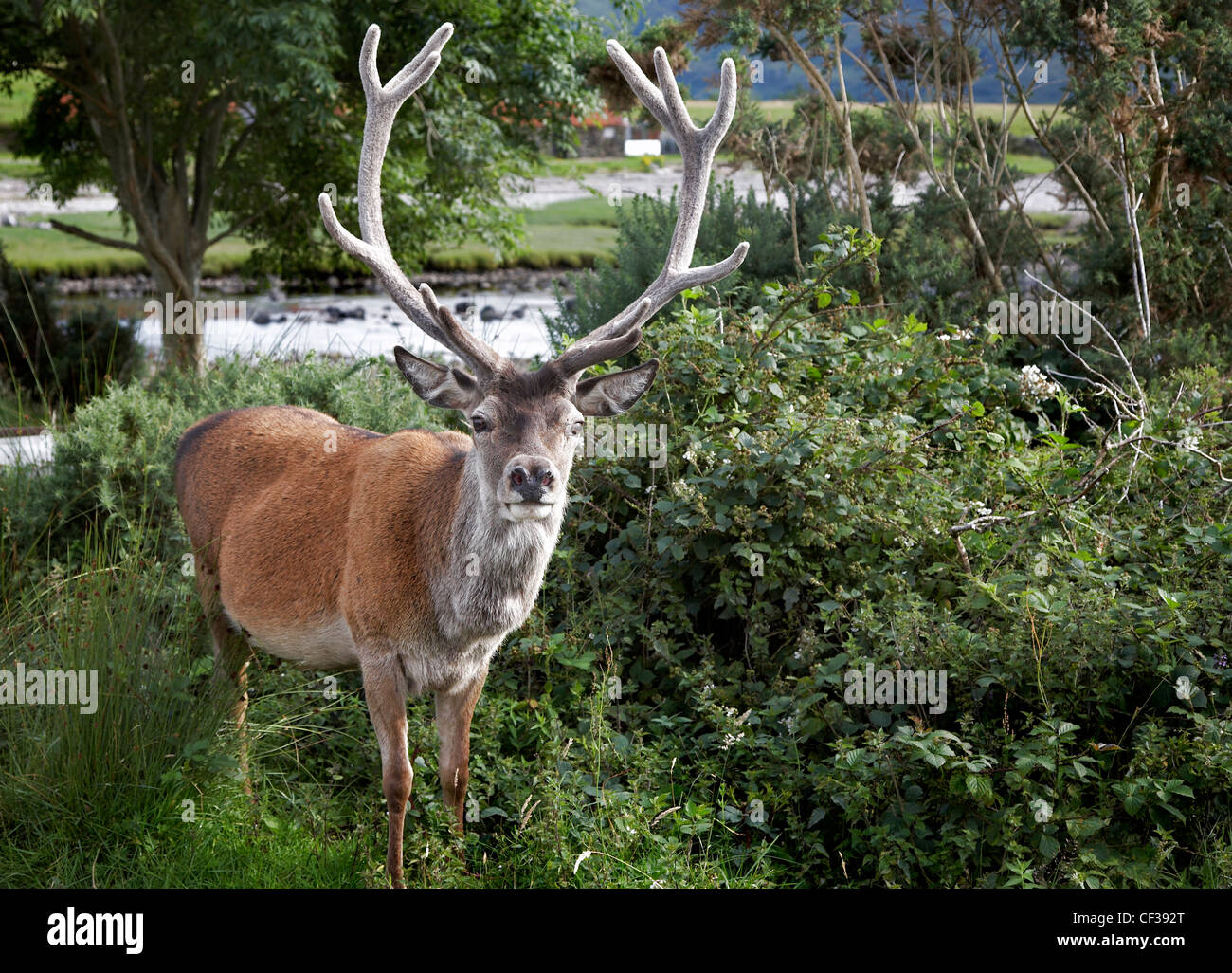 Una chiusura di un cervo selvatico in piedi nel bosco a Corran nelle Highlands. Foto Stock