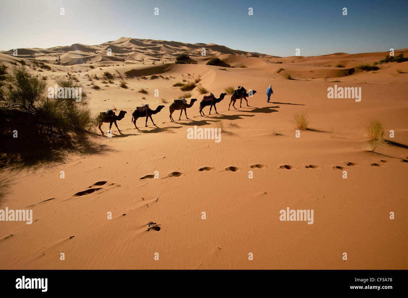 Allineate il camel caravan presso le dune di sabbia del deserto del Sahara Foto Stock