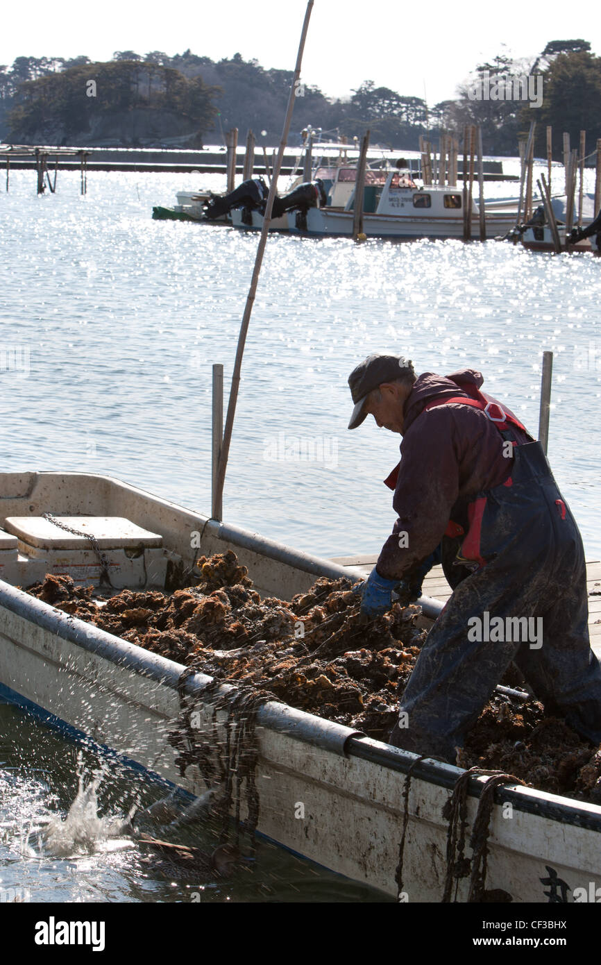 Ostrica fresca azienda agricola nella Prefettura di Miyagi Fisherman's cooperativa in Matsushima cittadina di Miyagi costa del Giappone. Foto Stock