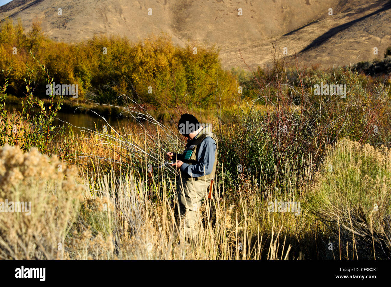 Pescatore a mosca la pesca Silver Creek Idaho su un pomeriggio di caduta Foto Stock