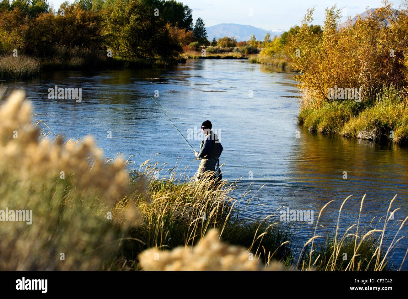 Pescatore a mosca la pesca Silver Creek Idaho su un pomeriggio di caduta Foto Stock