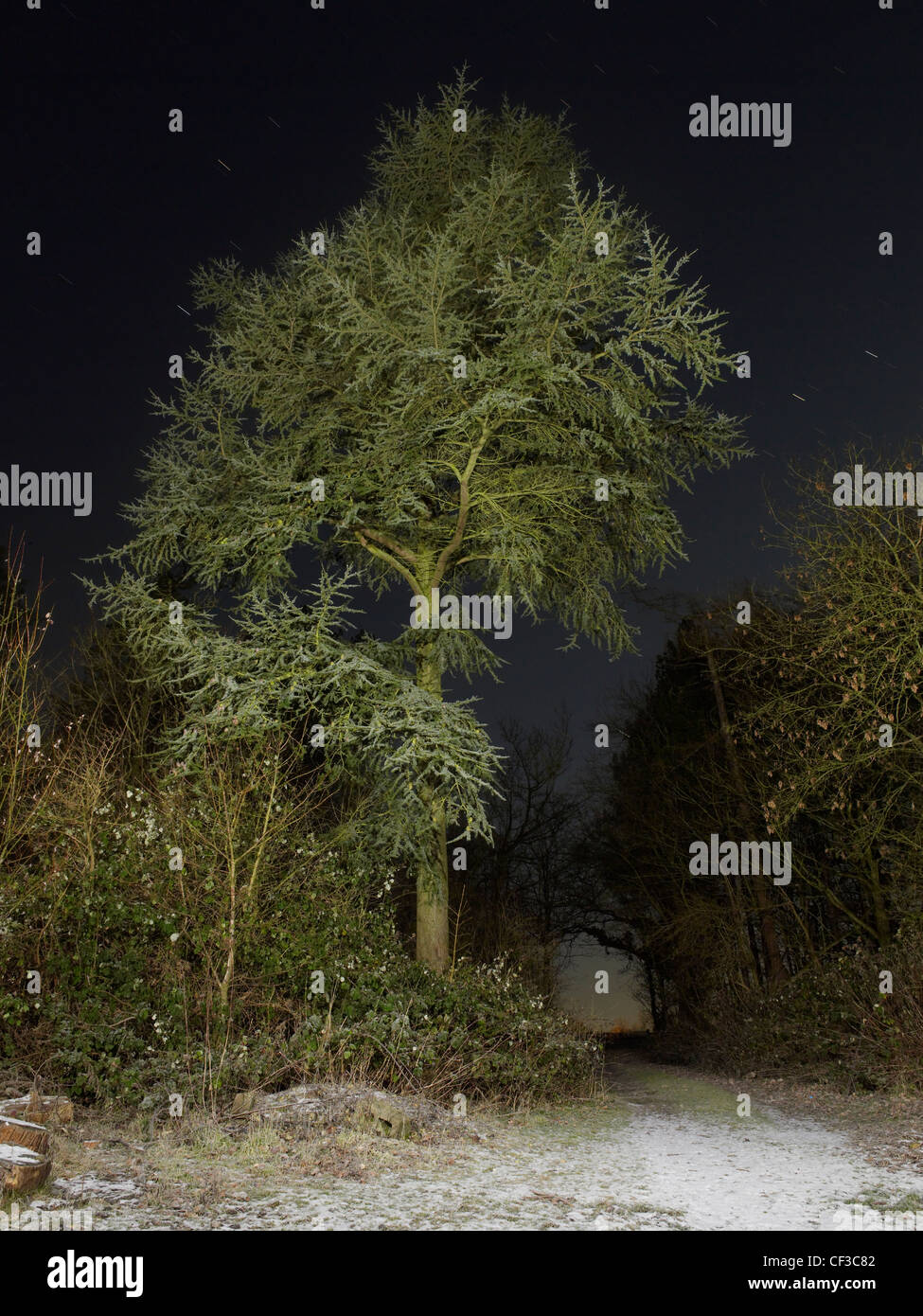 Un tempo di notte vista di una conifera albero nella campagna del Sussex. Foto Stock