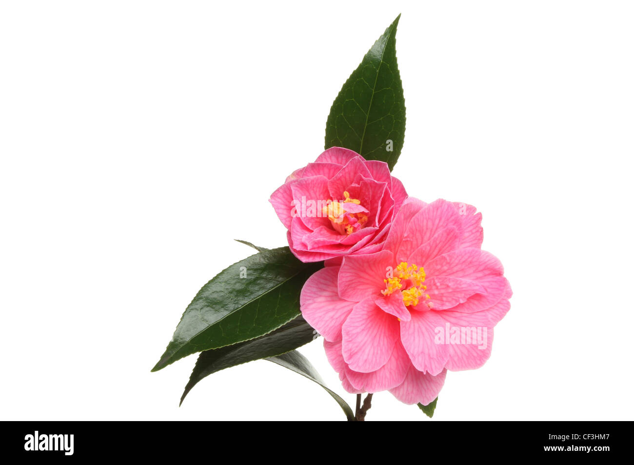 Camelia fiori e fogliame isolata contro bianco Foto Stock