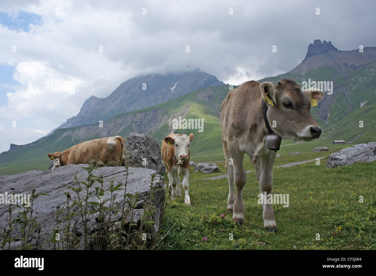 Il pascolo di bestiame sul pascolo alpino, Engstligenalp, Alpi Bernesi, Svizzera Foto Stock