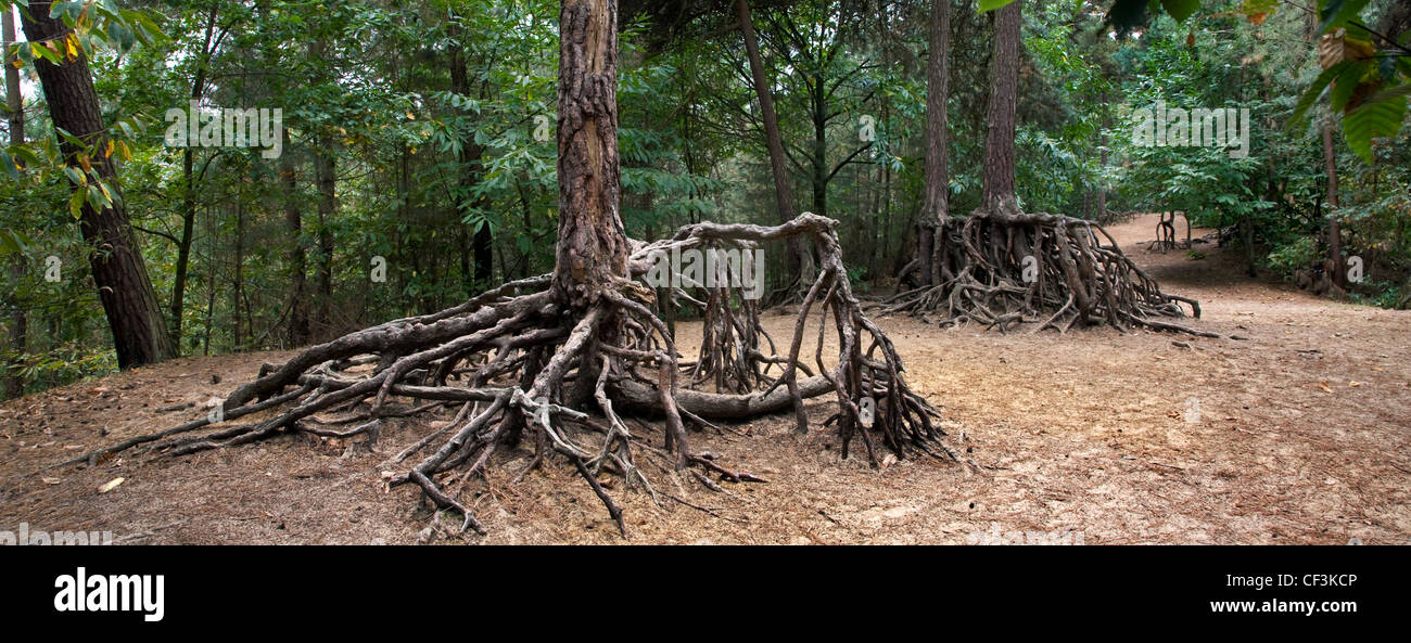 Esposte le radici di pino silvestre (Pinus sylvestris) a causa di erosione del suolo nella foresta a Kasterlee, Belgio Foto Stock