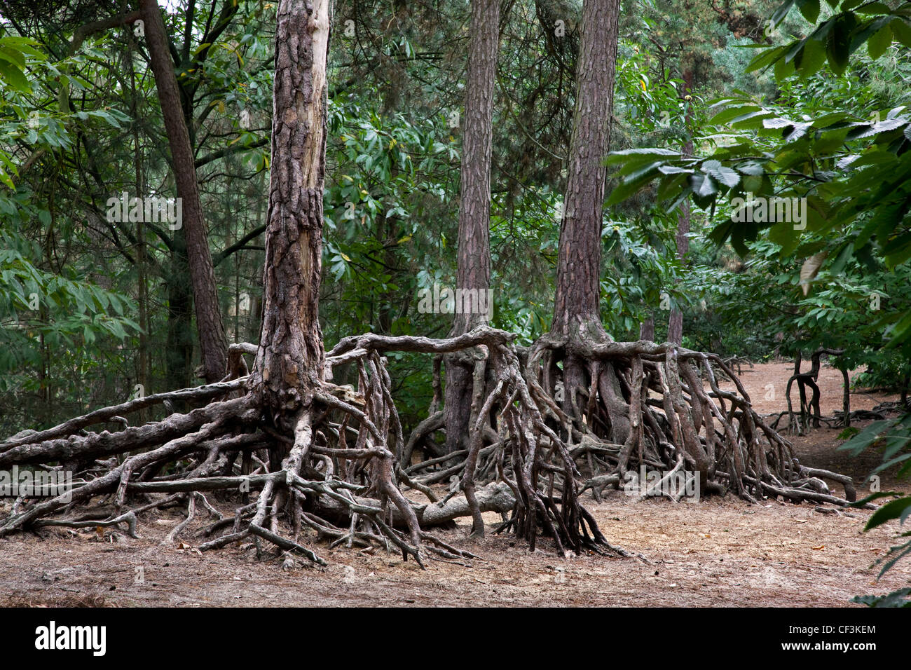 Esposte le radici di pino silvestre (Pinus sylvestris) a causa di erosione del suolo nella foresta a Kasterlee, Belgio Foto Stock