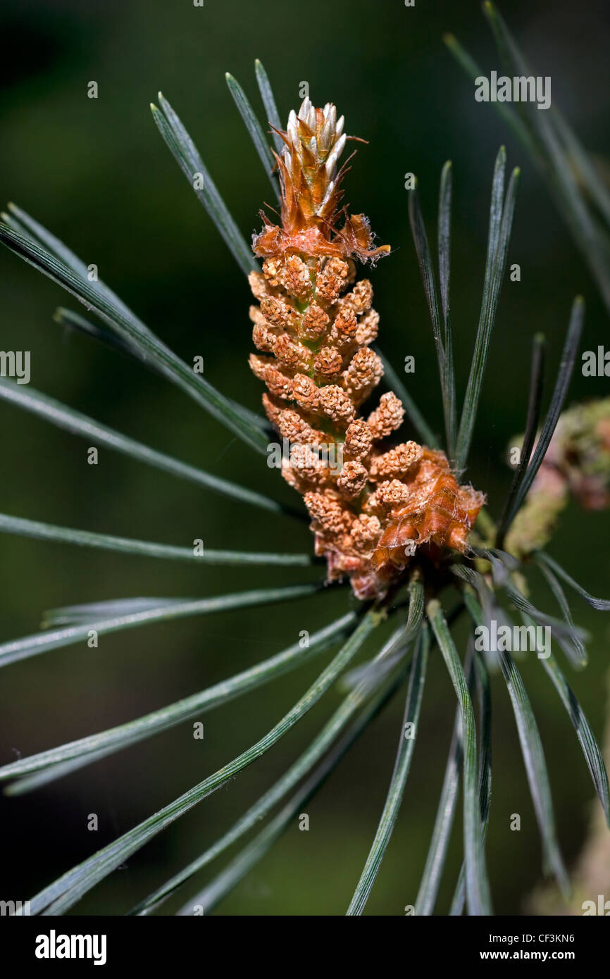 Il ramo con fiori maschili di pino silvestre (Pinus sylvestris), Belgio Foto Stock