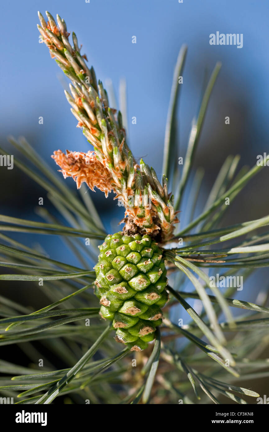 Il ramo con fiori femminili e coni di pino silvestre (Pinus sylvestris), Belgio Foto Stock