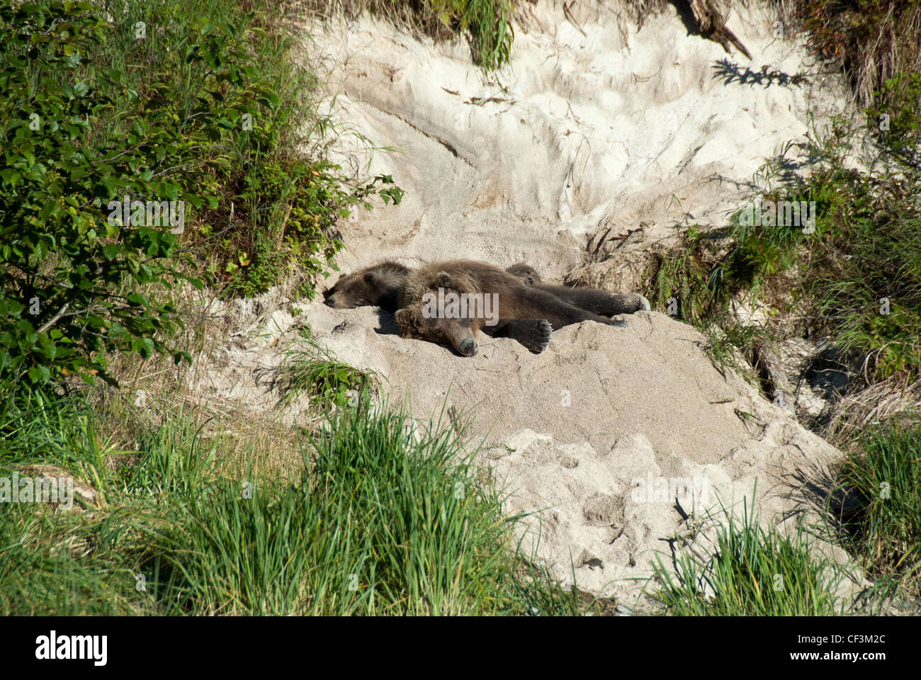 Orso bruno seminare con twin cubs in divano letto, Kinak Bay, katmai NP, Alaska Foto Stock