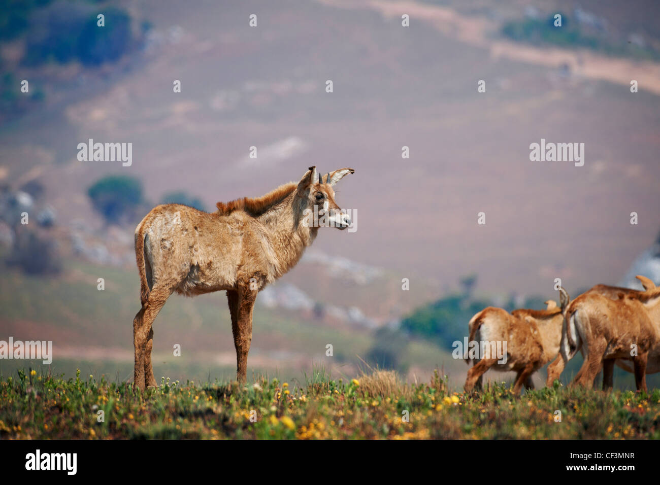 Stefano antilope, Hippotragus equinus, Nyika-Plateau, Malawi, Africa Foto Stock