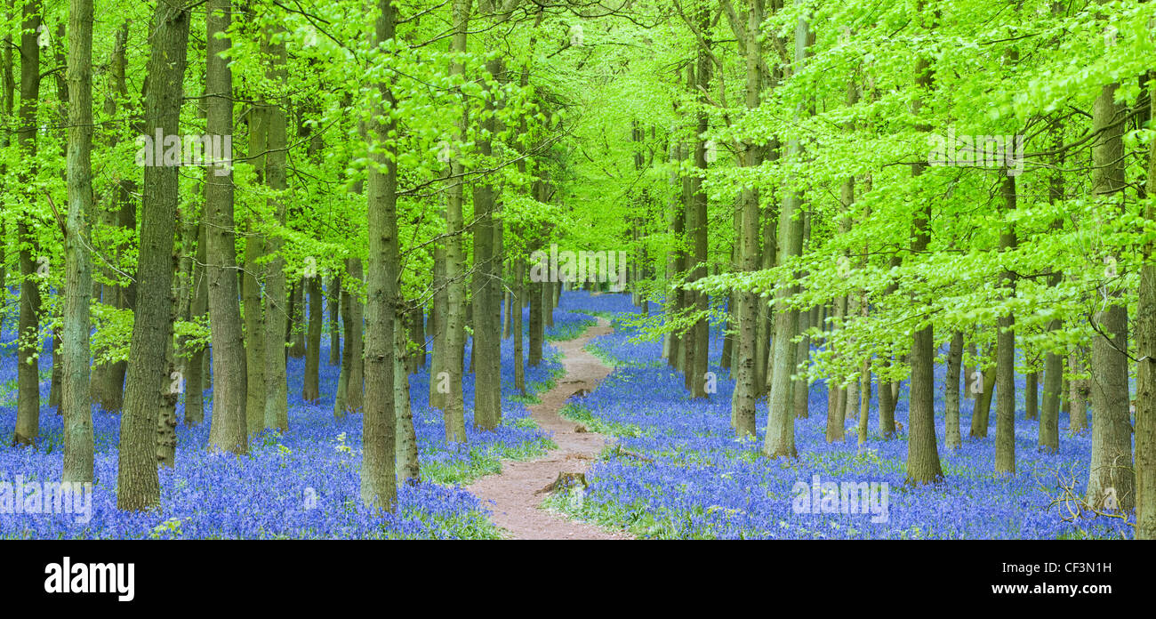 Percorso attraverso il taglio Bluebells in boschi Dockey sull'Hertfordshire/ Buckinghamshire confine. Foto Stock