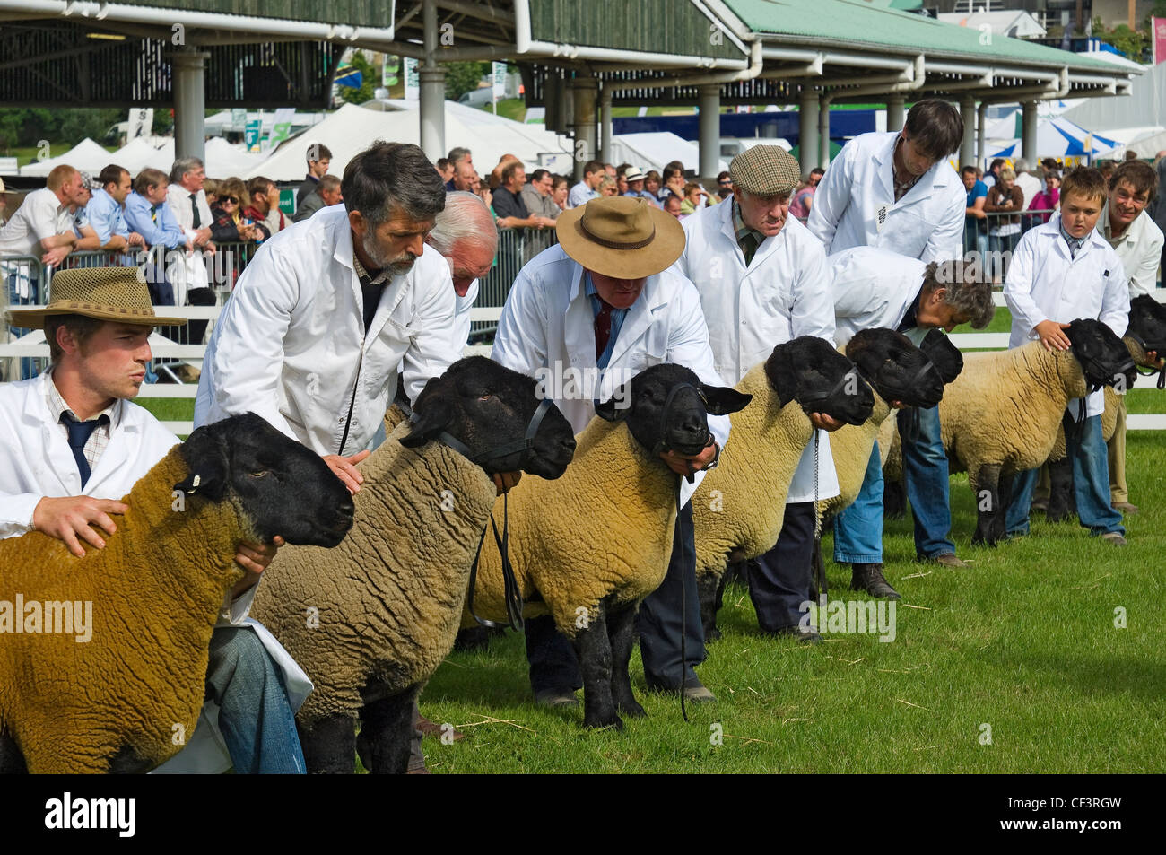 A giudicare di Suffolk pecore al grande spettacolo dello Yorkshire. Foto Stock