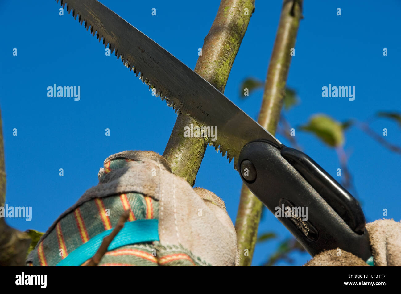 Close up di un uomo la potatura di un albero di mele contro un cielo blu chiaro. Foto Stock