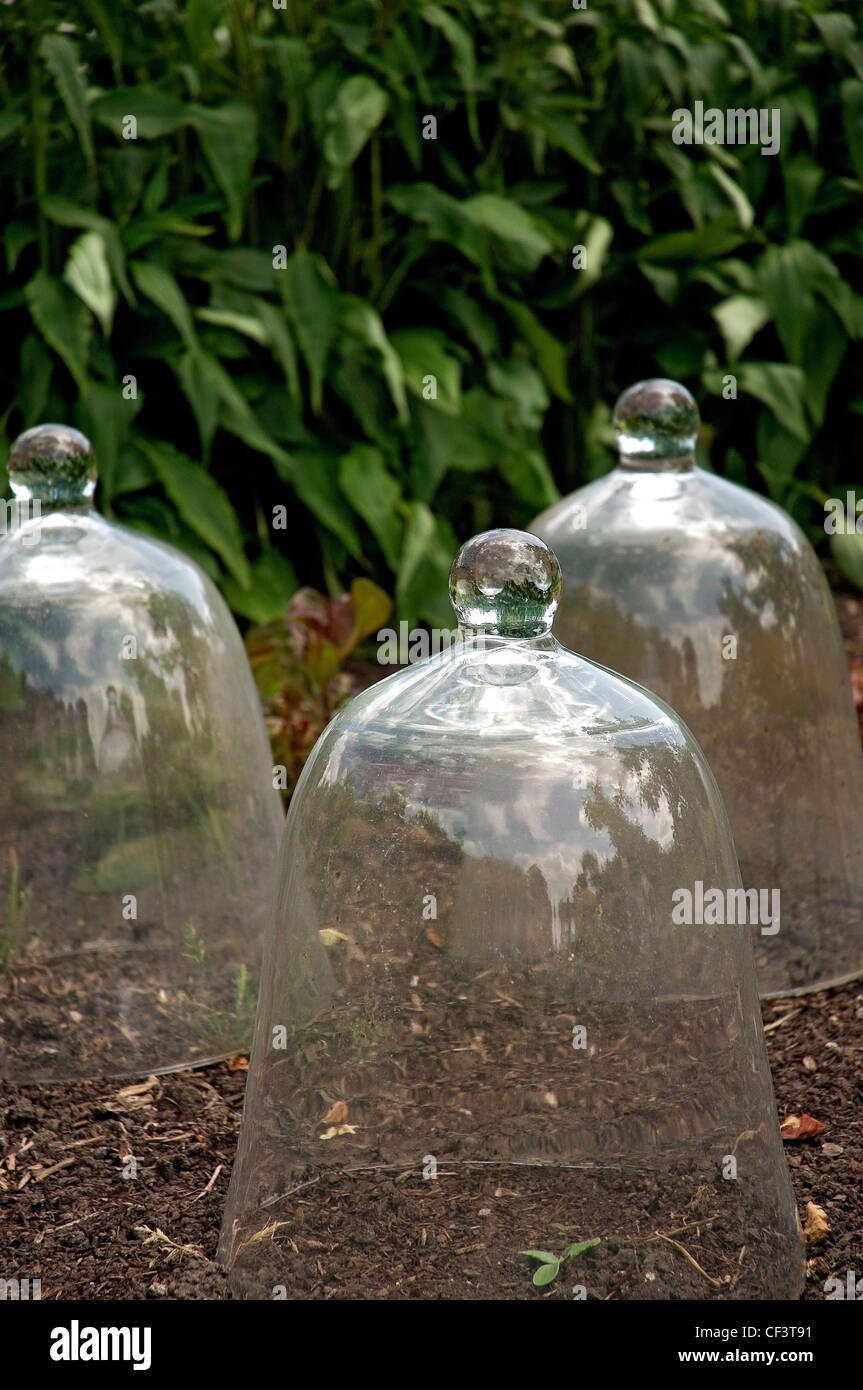 Le campane di vetro in un orto Foto stock - Alamy