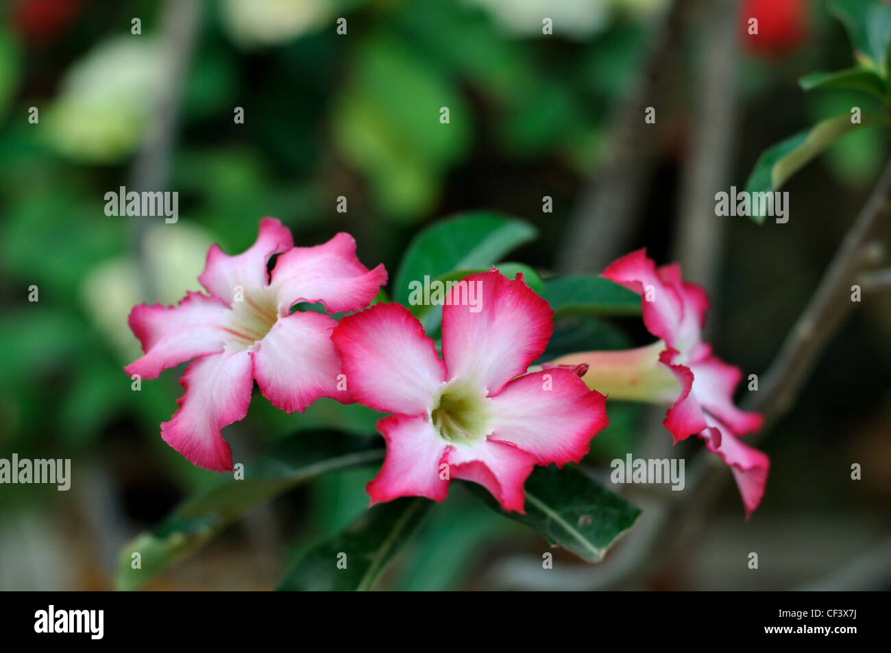 Rosa del Deserto è una specie di pianta flowering in famiglia dogbane Foto Stock