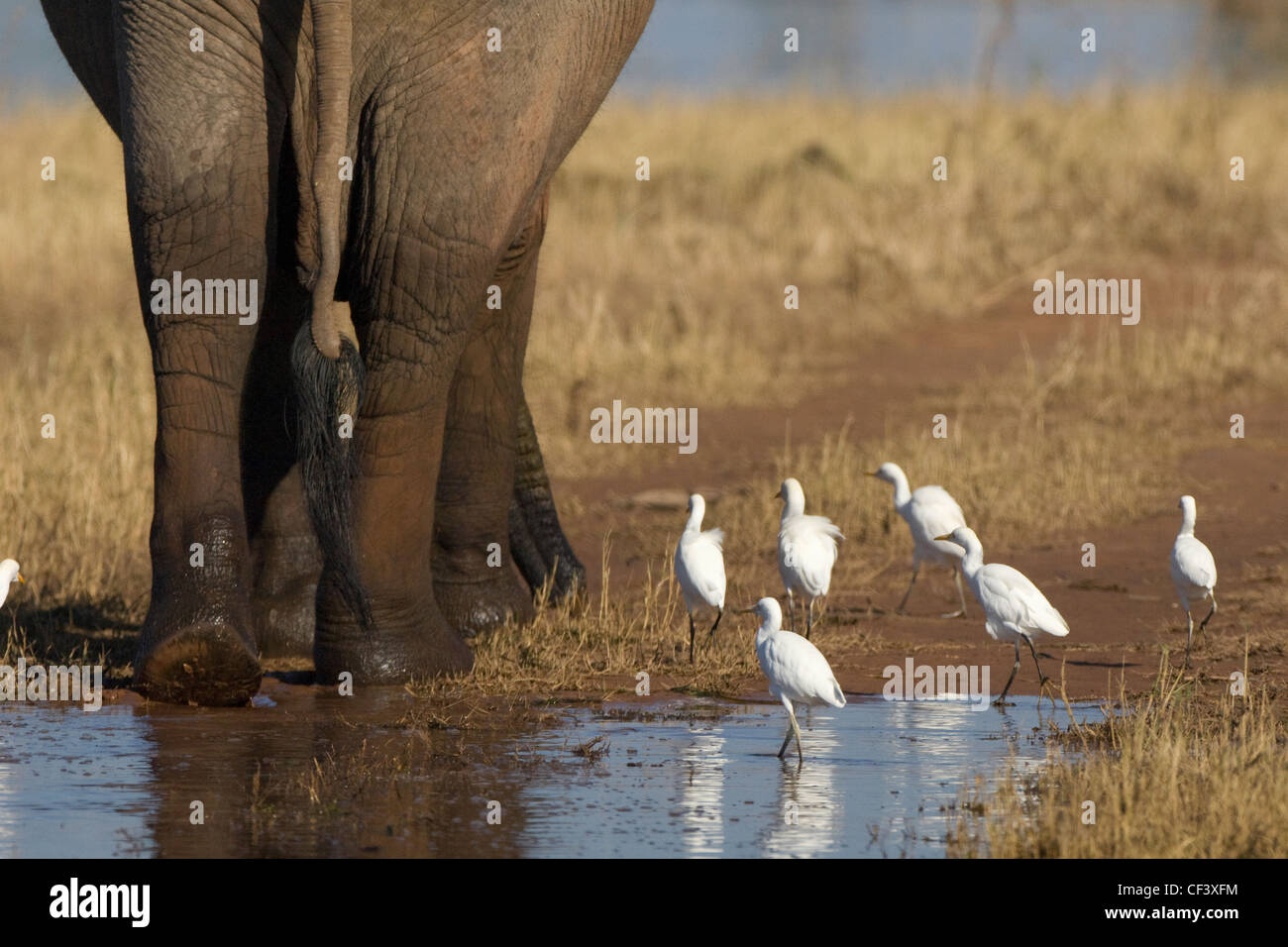 Airone guardabuoi Bubulcus ibis mangia insetti nei pressi di elefanti di scavenging dei piedi Foto Stock