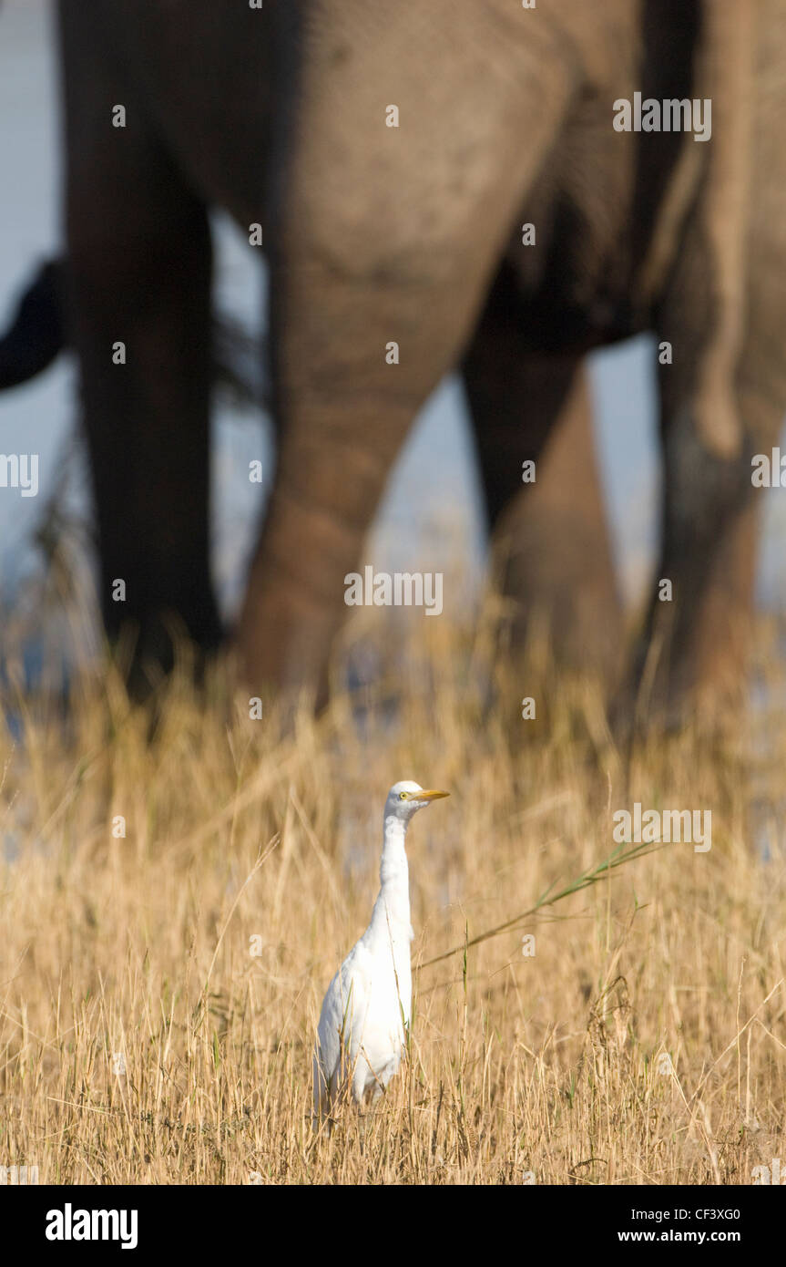 Airone guardabuoi Bubulcus ibis mangia insetti nei pressi di elefanti di scavenging dei piedi Foto Stock